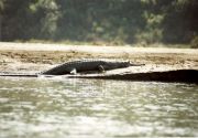 Gavial - seltenes Krokodil
